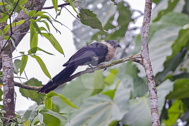 White-necked Coucal (Centropus ateralbus) in Papua New Guinea. stock-image by Agami/Pete Morris,