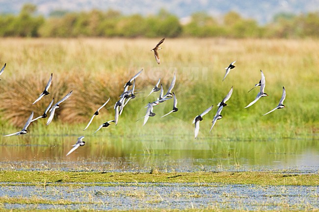 Witwangstern, Whiskered Tern, Chlidonias hybrida and Witvleugelstern, White-winged Tern, Chlidonias leucopterus, stock-image by Agami/Marc Guyt,