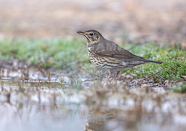 Song Thrush (Turdus philomelos) perched in a pool stock-image by Agami/Roy de Haas,