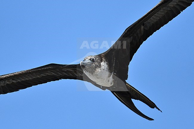 Female Magnificent Frigatebird (Fregata magnificens) in flight on the Galapagos islands. stock-image by Agami/Laurens Steijn,