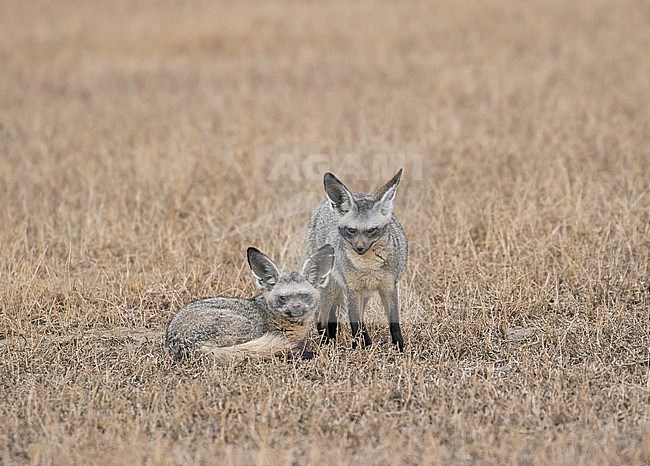 Bat-eared fox (Otocyon megalotis) in Tanzania. stock-image by Agami/Pete Morris,