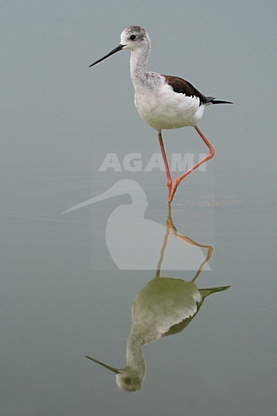 Wadende juveniele Steltkluut; Juvenile Black-winged Stilt wading stock-image by Agami/Daniele Occhiato,