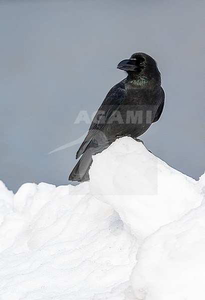 Large-billed Crow (Corvus macrorhynchos japonensis), also known as Jungle Crow. Sitting on drift ice off the coast of Hokkaido in Japan. stock-image by Agami/Marc Guyt,