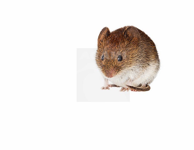 Tiny Field Vole (Microtus agrestis) photographed against white background. stock-image by Agami/Theo Douma,