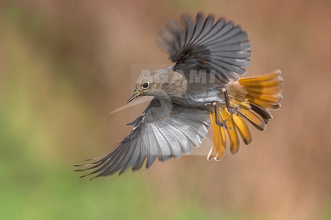Zwarte Roodstaart; Black Redstart; Phoenicurus ochruros gibraltariensis stock-image by Agami/Daniele Occhiato,