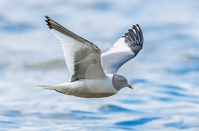 Adult Sabine's Gull flying in Virelles, Namur, Belgium. September 2016. stock-image by Agami/Vincent Legrand,
