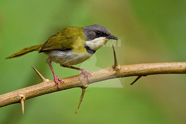 Rudds Apalis zittend op tak, Rudd's Apalis perched on branch stock-image by Agami/Dubi Shapiro,