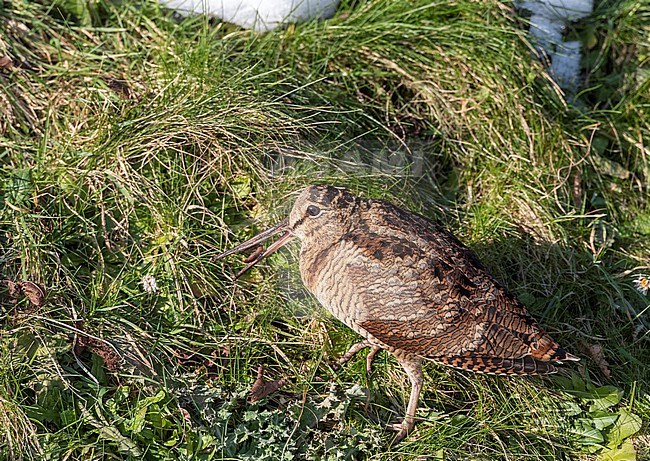Eurasian Woodcock (Scolopax rusticola) wintering at Lentevreugd, Wassenaar, in the Netherlands. Part of a major influx due to an extreme cold spell. stock-image by Agami/Marc Guyt,