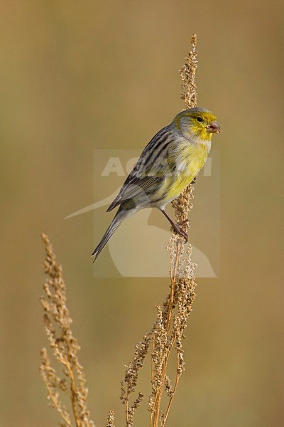 Mannetje Kanarie; Male Atlantic Canary stock-image by Agami/Daniele Occhiato,