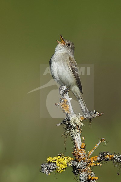 Adult Willow Flycatcher (Empidonax traillii)
Lac Le Jeune, British Colombia
June 2015 stock-image by Agami/Brian E Small,