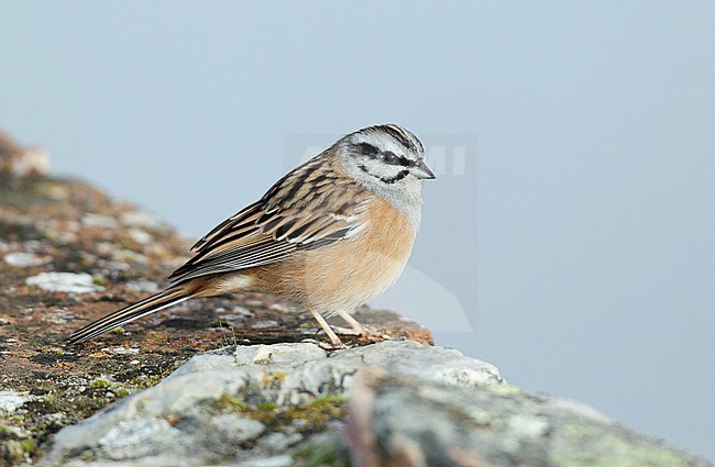 Rock Bunting (Emberiza cia) male stock-image by Agami/Dick Forsman,