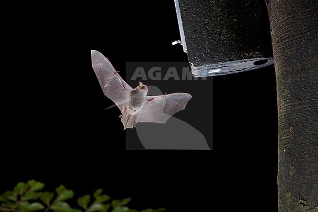 Franjestaart vliegend voor vleermuizenkast, Natterer's Bat flying in front of batbox stock-image by Agami/Theo Douma,
