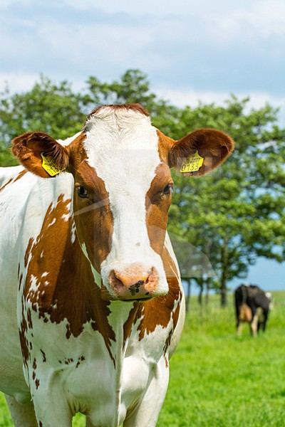 Koe; domestic cow stock-image by Agami/Hans Germeraad,
