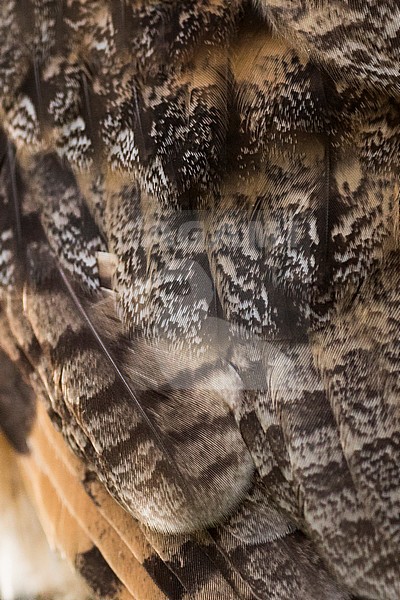 Long-eared Owl - Waldohreule - Asio otus otus, Germany stock-image by Agami/Ralph Martin,