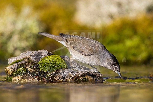 Eurasian Blackcap (Sylvia atricapilla) in Italy. Male drinking from forest pool stock-image by Agami/Daniele Occhiato,