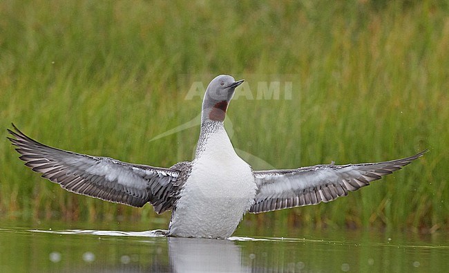Red-throated Diver (Gavia stellata) Iceland June 2019 stock-image by Agami/Markus Varesvuo,