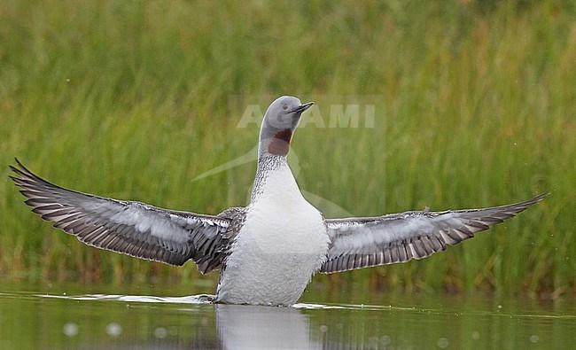 Red-throated Diver (Gavia stellata) Iceland June 2019 stock-image by Agami/Markus Varesvuo,