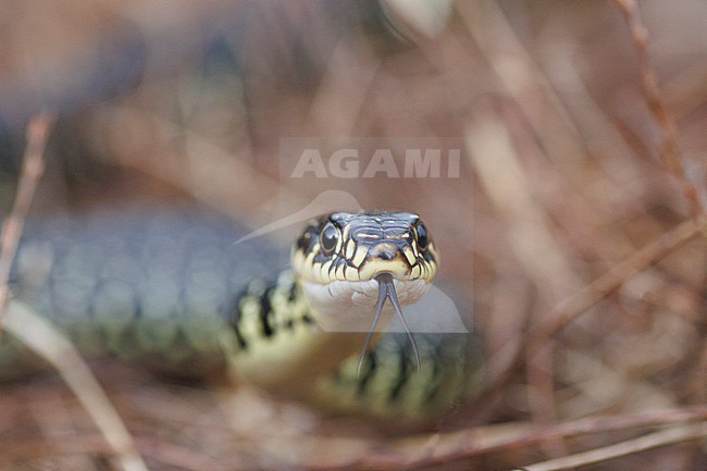 Western Whip Snake (Hierophis viridiflavus) taken the 17/06/2021 at Saint-André-les-Alpes- France. stock-image by Agami/Nicolas Bastide,