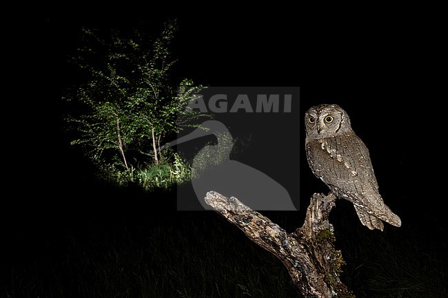 Eurasian Scops Owl (Otus scops scops) during the night in Italy. Perched on wooden stump, seen on the back. stock-image by Agami/Alain Ghignone,