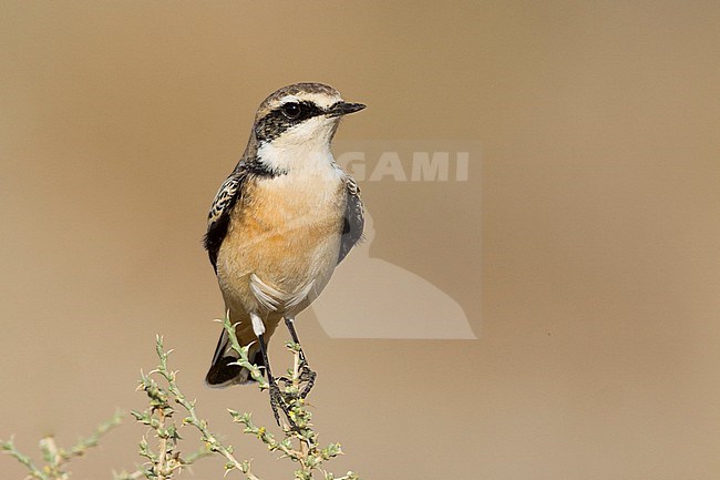 Pied Wheatear - Nonnensteinschmätzer - Oenanthe pleschanka var. 'vittata', Oman, adult male stock-image by Agami/Ralph Martin,