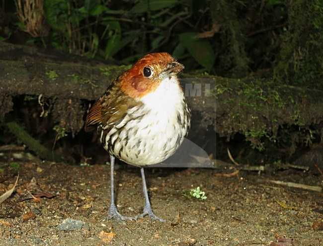 Roestkapmierpitta, Chestnut-crowned Antpitta, Grallaria ruficapi stock-image by Agami/Marc Guyt,