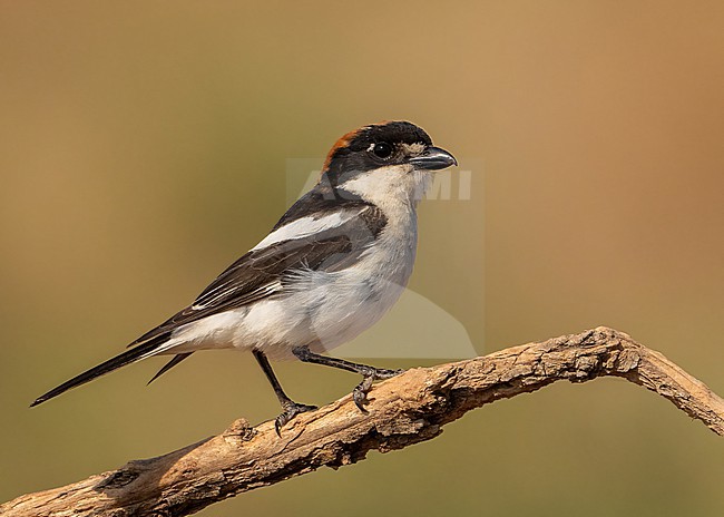 Woodchat Shrike (Lanius senator) adult male on a branch stock-image by Agami/Eduard Sangster,