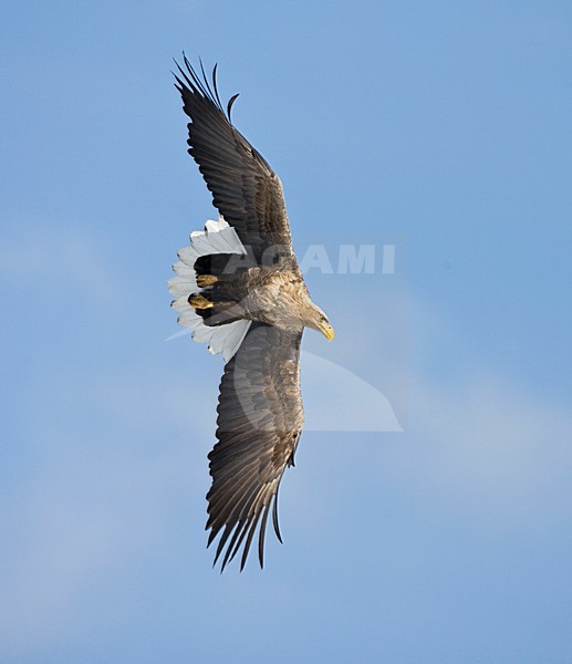 Zeearend volwassen jagend; White-tailed Eagle adult hunting stock-image by Agami/Marc Guyt,