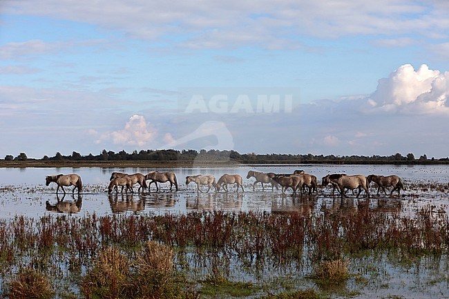 Konik horses are walking in shallow water. stock-image by Agami/Jacques van der Neut,