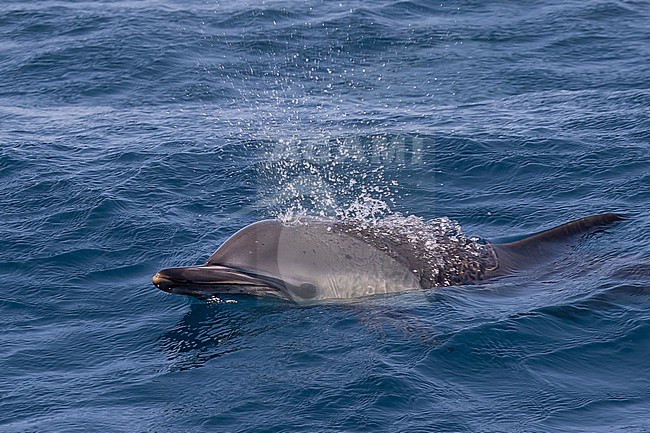 Common dolphin (Delphinus delphis) appearing on the surface, exhaling, with the sea as background. stock-image by Agami/Sylvain Reyt,