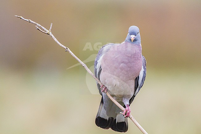 Houtduif, Common Wood Pigeon, Columba palumbus stock-image by Agami/Menno van Duijn,