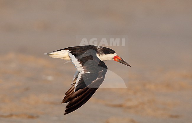 Black Skimmer (Rynchops niger), adult in flight at beach in Cape May, New Jersey, USA stock-image by Agami/Helge Sorensen,