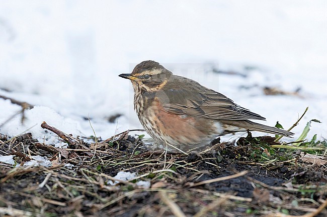 A Redwing (Turdus iliacus) forages very close by. Normally these bird are quite shy, but a blanket of snow and frozen ground, have pushed them closer to humans allowing great viewing options. stock-image by Agami/Jacob Garvelink,