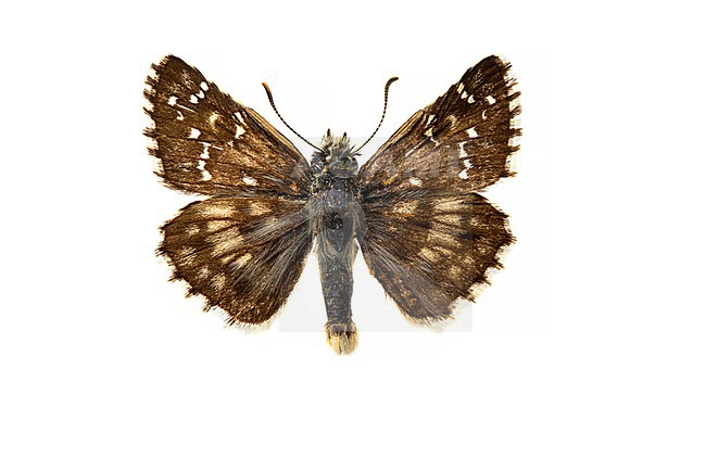 Groot spikkeldikkopje, Large Grizzled Skipper, Pyrgus alveus stock-image by Agami/Wil Leurs,