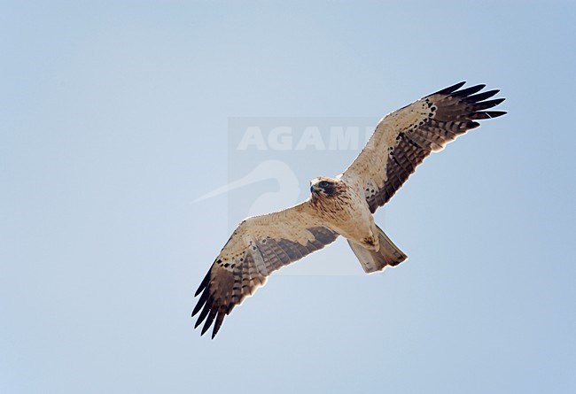 Lichte vorm Dwergarend in vlucht; Pale morph Booted Eagle in flight stock-image by Agami/Markus Varesvuo,