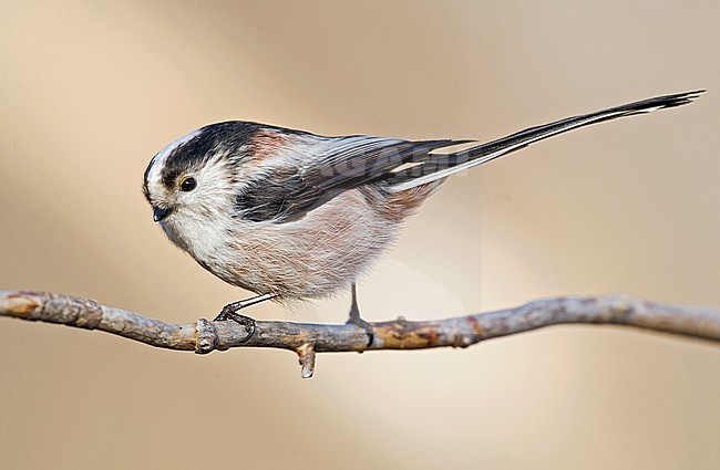 Long-tailed Tit (Aegithalos caudatus) in northern Italy stock-image by Agami/Alain Ghignone,
