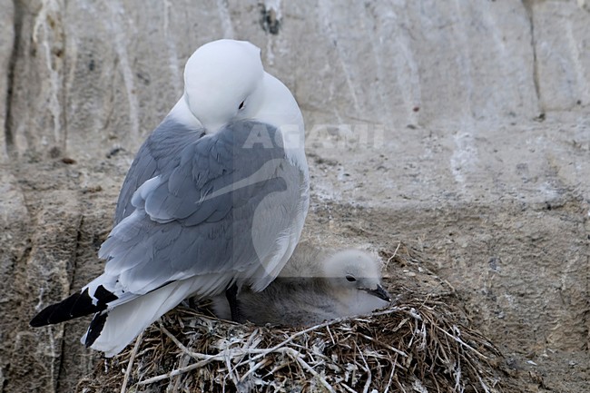 Drieteenmeeuw op nest met jong; Black-legged Kittiwake perched on nest with young stock-image by Agami/Han Bouwmeester,