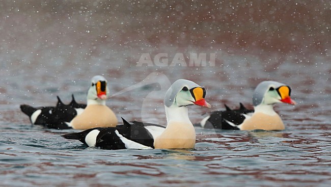Koningseider in de haven; King Eider in the harbour stock-image by Agami/Chris van Rijswijk,