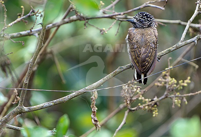 Ecuadorian Piculet (Picumnus sclateri) in Northern Peru. stock-image by Agami/Dani Lopez-Velasco,