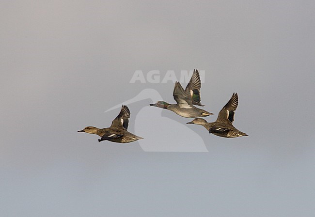 Common Teal male and two females flying, Wintertaling mannetje en twee vrouwtjes vliegend stock-image by Agami/Arie Ouwerkerk,