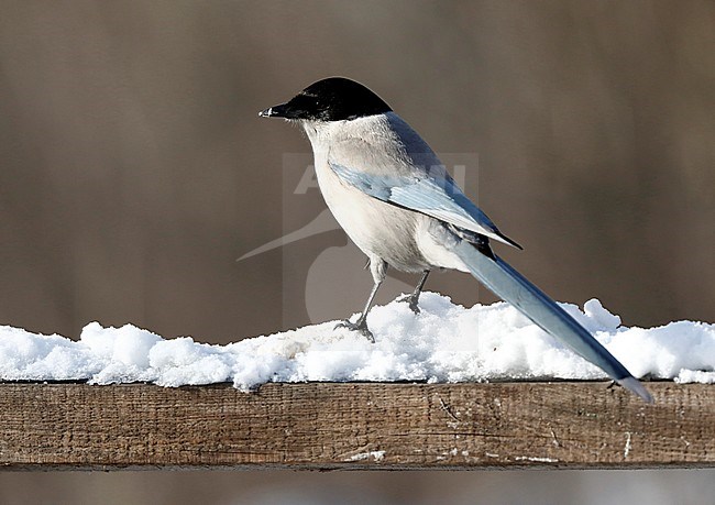 Adult Asian Azure-winged Magpie (Cyanopica cyanus) perched on a garden fench around Lake Baikal in Russia. stock-image by Agami/Chris van Rijswijk,