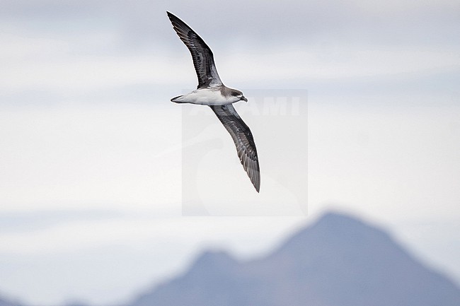 Desertas Petrel (Pterodroma deserta) at sea off Madeira. stock-image by Agami/Pete Morris,