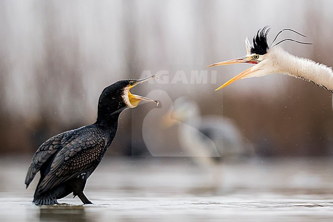Kibbelende Aalscholver en Blauwe Reiger; Great Cormorant arguing with Grey Heron stock-image by Agami/Bence Mate,