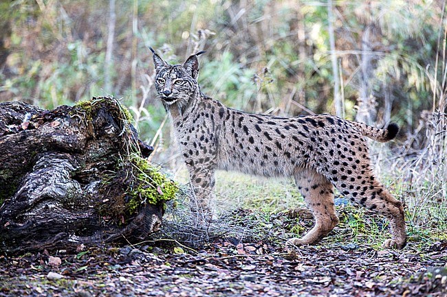 Iberian lynx (Lynx pardinus) in Cordoba, Spain. Adult standing still looking around for possible prey. stock-image by Agami/Oscar Díez,
