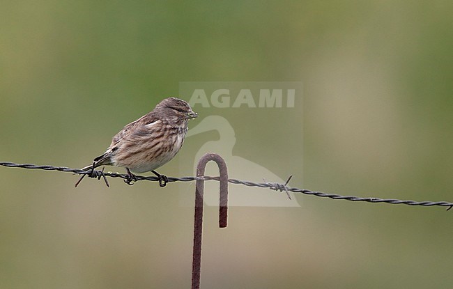 First-winter male Common Linnet (Linaria cannabina mediterranea) at Extremadura, Spain. Perched on barbed wire. stock-image by Agami/Helge Sorensen,