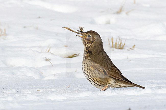 This series of images captures a unique event in which a Song Thrush (Turdus philomelos) completely devours a frog during a cold and snowy spell in the Dutch winter of 2021. stock-image by Agami/Jacob Garvelink,