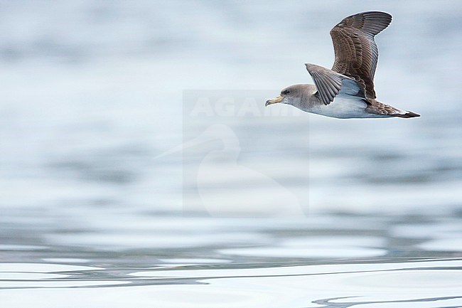 Scopoli's Shearwater - Gelbschnabel-Sturmtaucher - Calonectris diomedea, Spain (Mallorca), adult stock-image by Agami/Ralph Martin,
