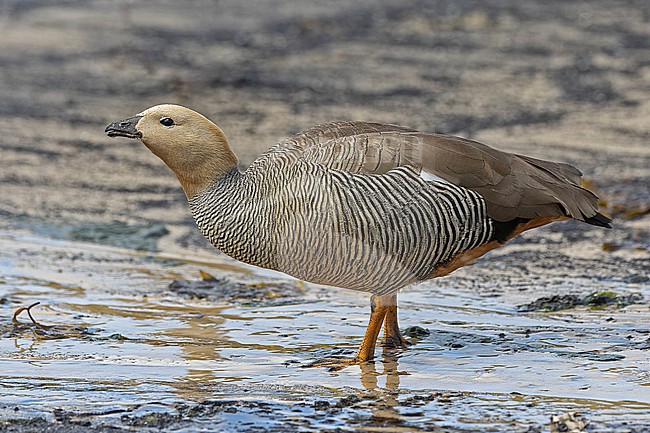 Ruddy-headed Goose, Chloephaga rubidiceps, on the Falkland islands. stock-image by Agami/Pete Morris,