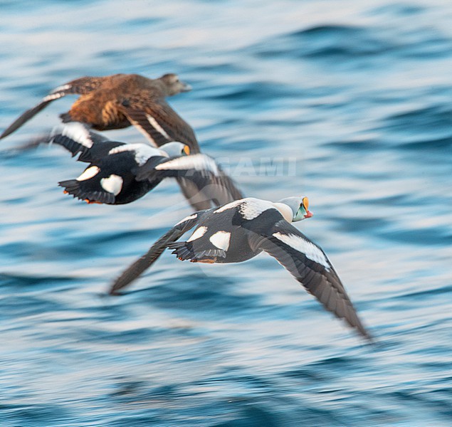 King Eider (Somateria spectabilis) in flight over the sea in the harbour of Vadso, Varangerfjord, in arctic Norway stock-image by Agami/Marc Guyt,