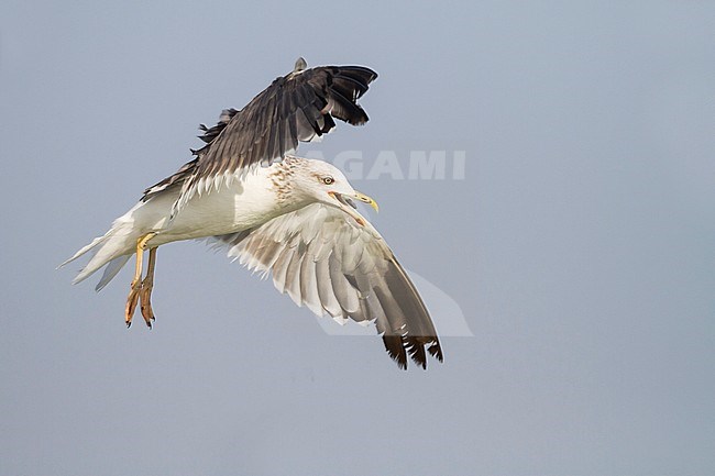 Heuglins Meeuw, Heuglin's Gull, Larus heuglini, Oman, 3rd W stock-image by Agami/Ralph Martin,