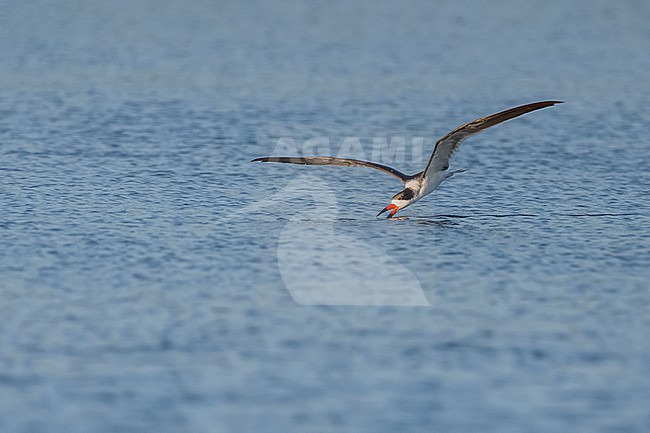 Black Skimmer (Rynchops niger) flying over water in Florida USA. stock-image by Agami/Marcel Burkhardt,